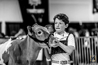 Junior Dairy Cattle