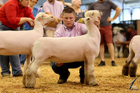 Southern Sweeps Registered Ewe Show