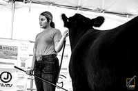 Breeding and Prospect Cattle Shows