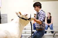 Charolais