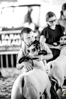 Market Lamb Show