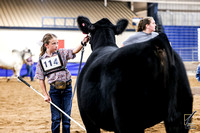 Steer and Bull Show