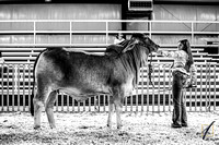 Brahman Candids