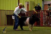 Johnston County 4-H Livestock show & sale