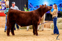 Steer Show Ring Shots