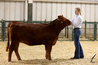 Red Angus Candids