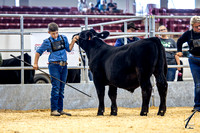 Open Market Steer