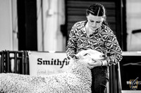 Wool Sheep Show