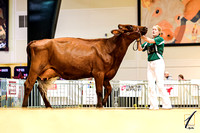 Ayrshire, Brown Swiss, Guernsey, Holstein and Jersey Candids
