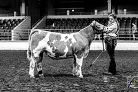 Slick Shear Steer Show