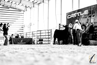 Cattle at the Cove | November