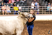 Charolais