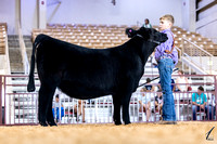 Heifer Show