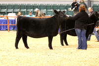 Heifer and Steer Show Candids