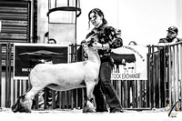 Sheep Show