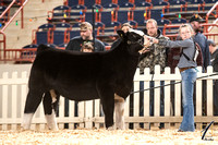 Prospect Steer and Prospect Market Heifer Ringshots