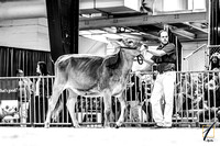 Ayshire, Brown Swiss & Guernsey Grand Drive