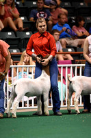 Georgia National Fair Goat Show