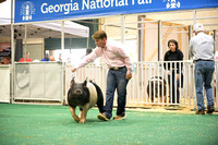 Georgia National Fair Swine Show