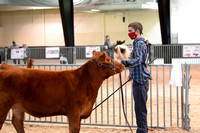 Red Angus Candids