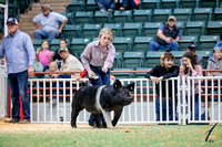 Georgia Bred Show Pig Association Swine Show
