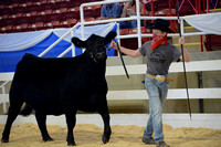Heifer and Cow/Calf Final Drive