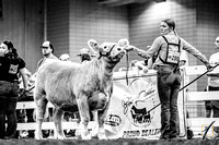 Georgia Junior Beef Futurity