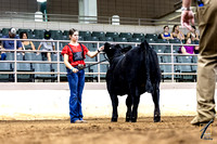 Purebred Simmental