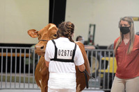 Dairy Cattle Show