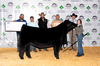 Market Heifers and Steer Show Backdrop