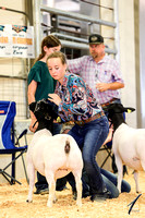 Dorper Ewe Ringshots