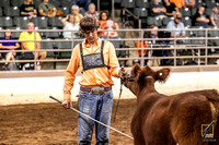 Shorthorn