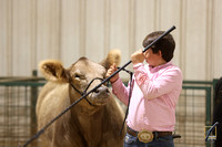 Commercial and Steer Show