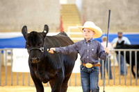 Simmental