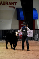 Percent Simmental