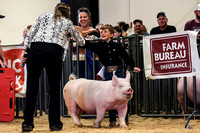 Crossbred Barrow Candids