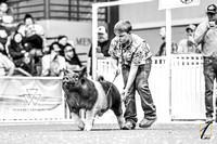 Georgia Grown Swine Show