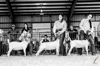 Tennessee State Fair