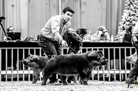 Swine Show