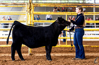 Simmental Ringshots
