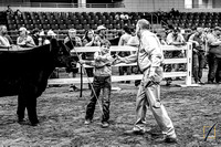 Market Beef Show