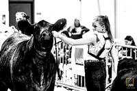 Heifer Show Candids