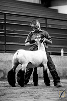 Sheep Show