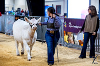 Charolais