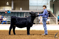 Simmental High %