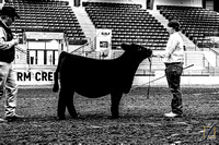 Cattle Show