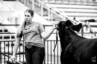 FL Junior Limousin Field Day