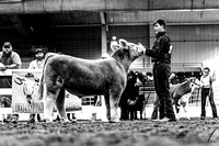 Prospect Market Beef Show Candids