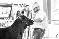 ROV Angus Show