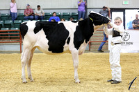 Commercial Dairy Heifer